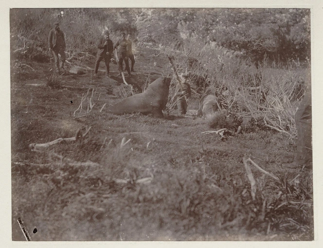 Men and seals on Auckland Island