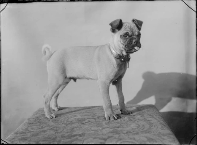 Male pug dog, probably Christchurch
