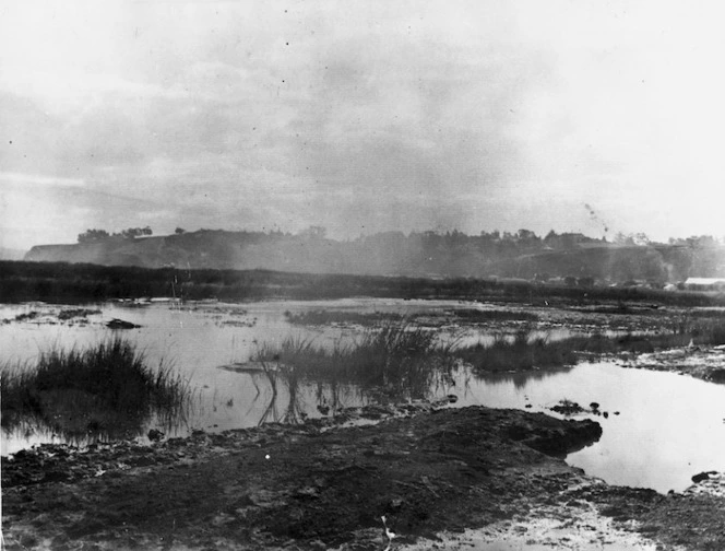 Swamps at Napier south and Marewa