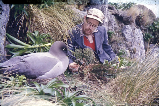 Photograph of the Light-mantled Sooty albatross (Phoebetria palpebrata), Campbell Island