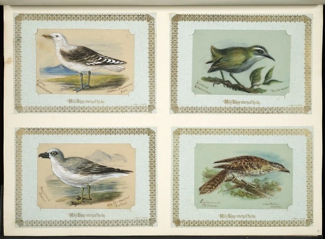 Archibald Dudingston Willis (Firm) :Larus dominicanus / Southern black-backed gull. Xenicus gilviventris / Rock wren. Pracellaria lessoni / White-headed petrel. Eudynamis taitensis / Long-tailed cuckoo. [ca 1885]