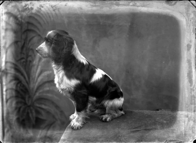 Outdoors portrait of a young Cocker Spaniel dog in profile sitting on sack, taken in front of a false backdrop, probably Christchurch region