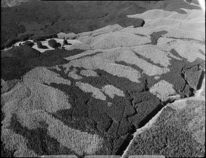 Forests in the Rotorua area