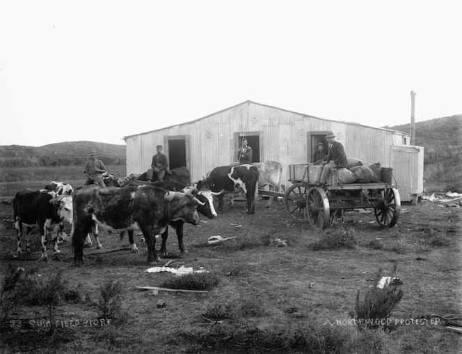 Wagon, bullock team and men, ready to transport sacks of gum