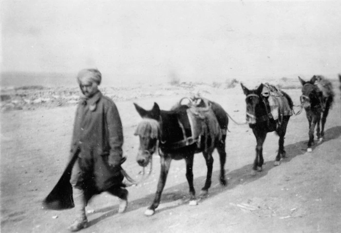 Indian soldier with mules, Gallipoli, Turkey