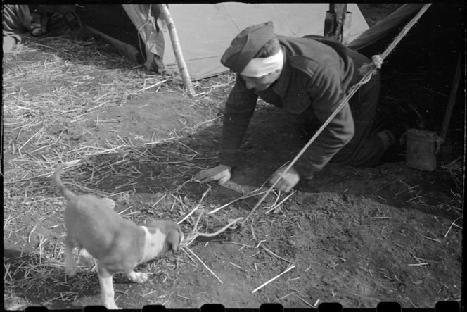 Canine mascot Spandau loosening tent guy rope at the NZ LOB Camp near Capua, Italy, World War II - Photograph taken by George Bull