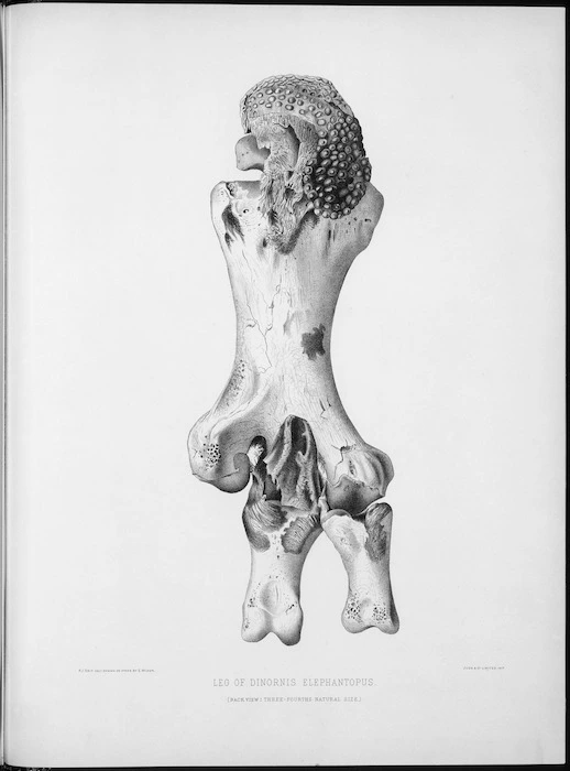 Smit, P. J. :Leg of Dinornis elephantopus. Back view. Three fourths natural size. P. J. Smit delt. Drawn on stone by E. Wilson [Plate L, 1888].