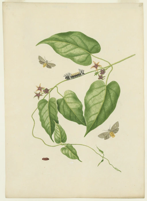 Abbot, John, 1751-1840 :Pale brown bombyx [Between 1816 and 1818]