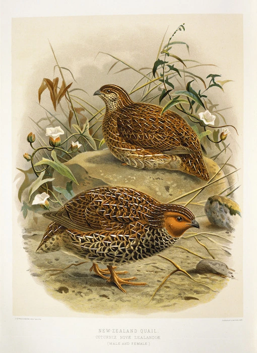 Keulemans, John Gerrard 1842-1912 :New Zealand quail. Coturnix novae zelandiae (Male and female) / J. G. Keulemans delt. & lith. [Plate 23, 1888].