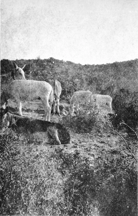 Donkeys grazing, Gallipoli, Turkey