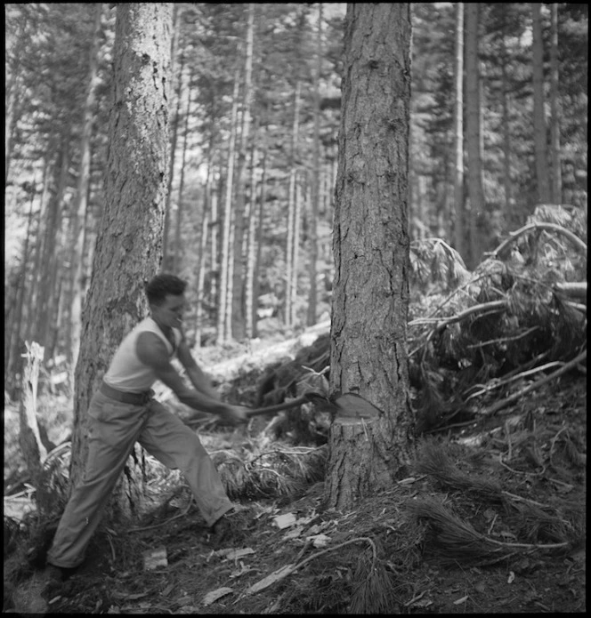 D Baynes uses axe to fell a tree for the NZ Forestry Unit mill in southern Italy, World War II - Photograph taken by M D Elias