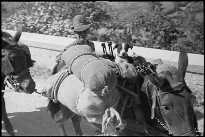 Italian muleteer moving forward with supplies as NZ Division advances into the Atina area, Italy, World War II - Photograph taken by George Kaye
