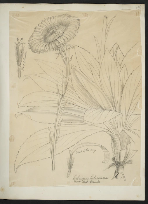 [Buchanan, John] 1819-1898 :Celmisia holosericea. West Coast Sounds. [1860s?]