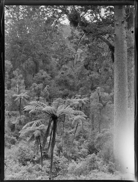 A view of native ferns and bush, with a giant Kauri tree in the foreground, Waipoua Kauri Forest, Northland