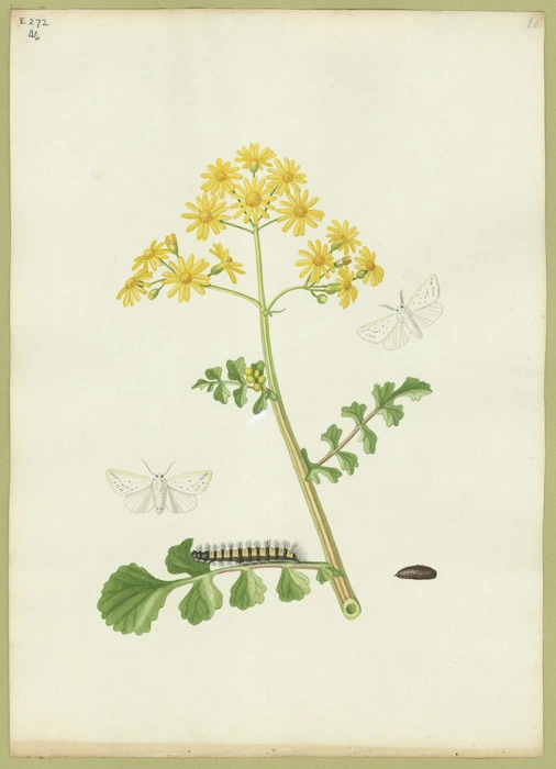 Abbot, John, 1751-1840 :White bodied ermine. [Between 1816 and 1818]