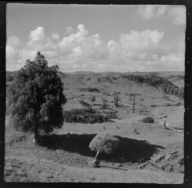 View of farmland hills with tall trees, Mahoenui district, Waikato Region