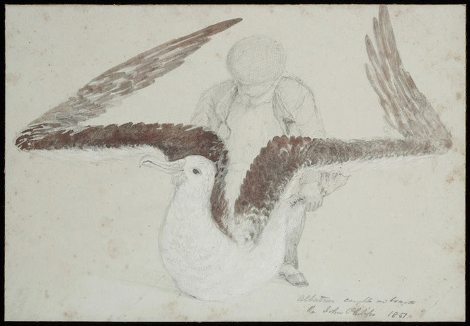 Gully, John, 1819-1888 :Albatross caught on board the John Philips 1851.
