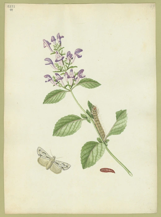 Abbot, John, 1751-1840 :Great dagger [moth. Between 1816 and 1818]