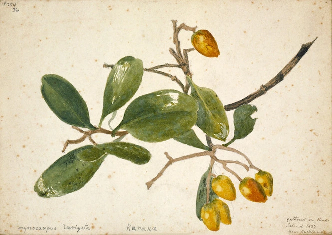 Hands, Alfred Watson, 1849-1927 :Corynocarpus laevigata. Karaka. Gathered on Read's Island 1887 near Auckland.