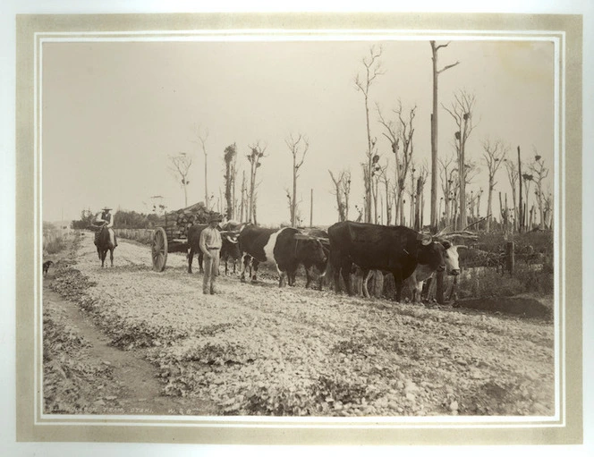 Bullock team at Otaki