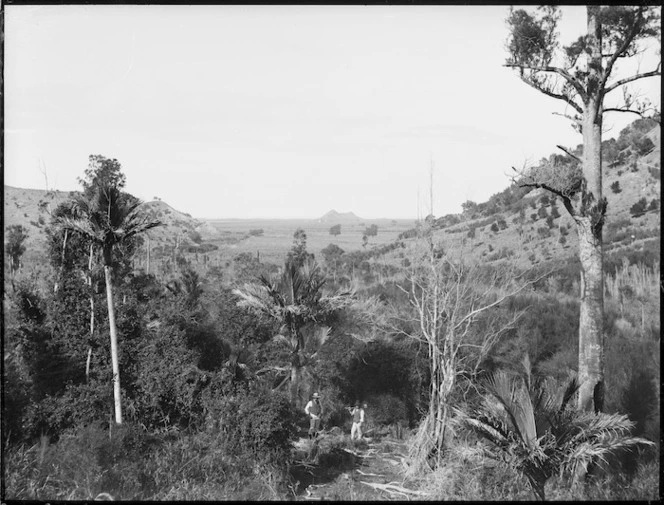 Whakaki, Hawke's Bay, with native bush