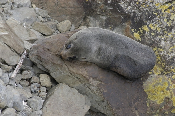 Photographs relating to wildlife in Kaikoura, Marlborough