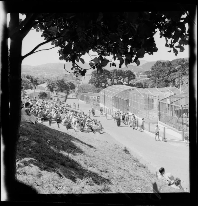 Visitors watching lion in a cage, at Wellington Zoo