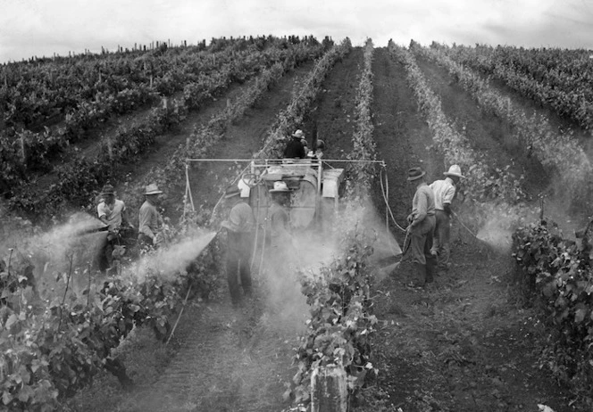 Spraying grape vines, Te Kauwhata