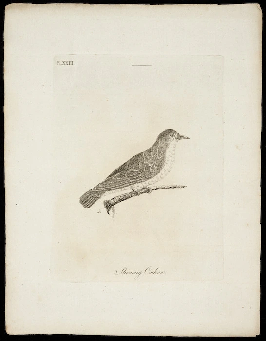 [Latham, John], 1740-1837 :Shining cuckow. Pl[ate] 23. [1781]