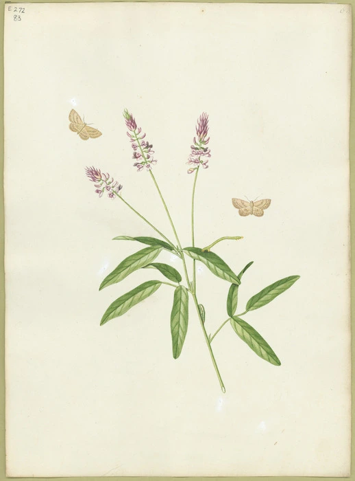 Abbot, John, 1751-1840 :Pale dotted looper. [ca 1820]