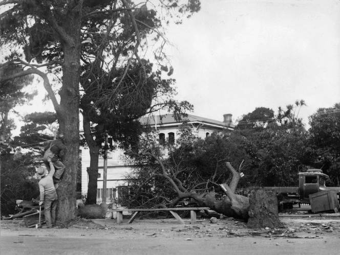 Men cutting down trees in Fitzherbert Terrace, Thorndon