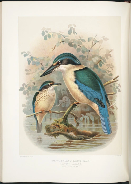 Keulemans, John Gerrard 1842-1912 :New Zealand kingfisher - Halcyon vagans (adult & young). / J G Keulemans delt. & lith. [Plate XIII]; [Judd & Co. Limited Imp. London 1888]
