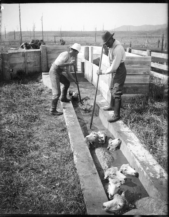 Sheep dipping on the Adkin farm in Levin