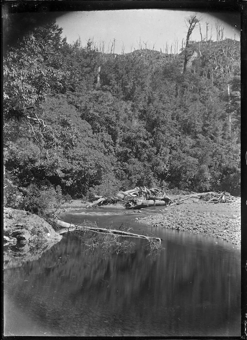 Native bush above a curve in a river.