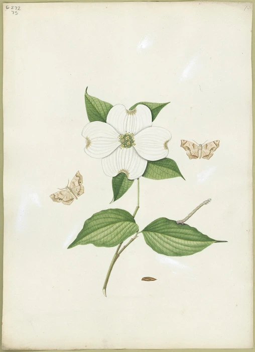 Abbot, John, 1751-1840 :Dogwood looper [ca 1816-1818]