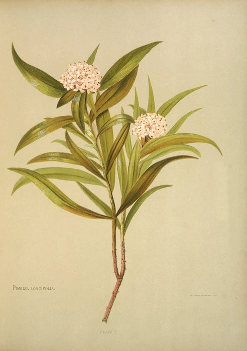 Hetley, Georgina Burne, 1832-1898 :Pimelia longifolia. Plate 7. Leighton Brothers lith. [1888]