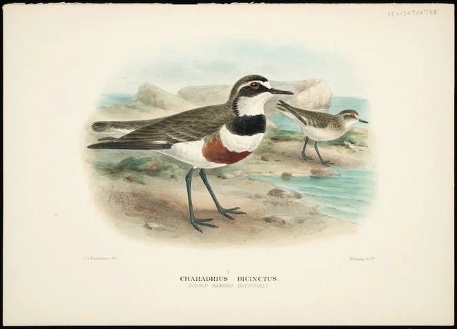 Keulemans, John Gerrard, 1842-1912 :Charadrius bicinctus (double-banded dotterel). J G Keulemans, del. Witherby & Co., [1913-1914]