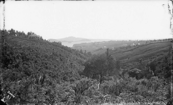 Grafton Gully, Auckland, looking north