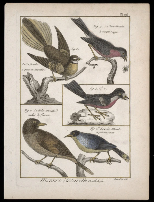 Bonnaterre, Pierre-Joseph, 1751-1804 :Histoire naturelle, ornithologie. Pl[ate] 193. Fig 1re Le gobe-mouche a poitrine jaune; Fig 2. Le gobe-mouche couleur de flamme; Fig 3. Le G-mouche a queue en evantail; Fig 4. Le Gobe-mouche a vente rouge; Fig 4, no. 2. Benard direxit. [1790-1791? or 1823]