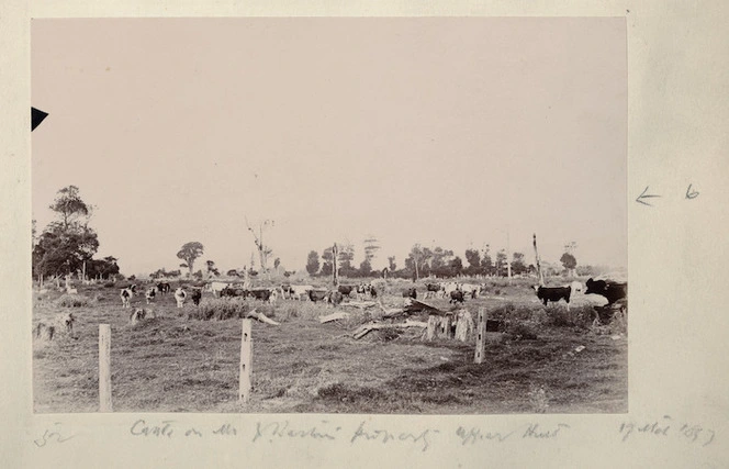 Cattle and pasture, Upper Hutt