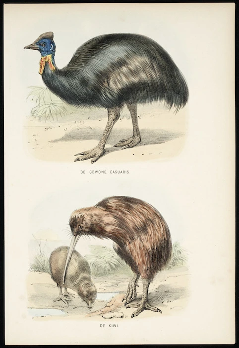 Artist unknown :De gewone casuaris. De Kiwi. [Amsterdam, ca 1820?]