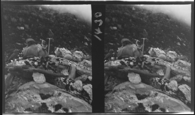 Kea birds next to trampers equipment on a mountain slope, West Coast region