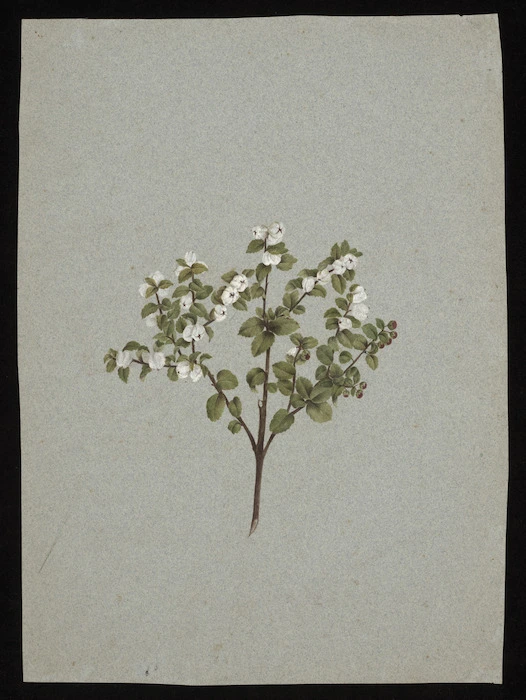Tizard, Frances Walker, 1850-1895 :[Gaultheria or snowberry. ca 1880]