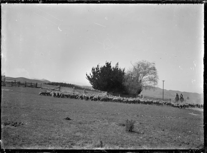 Droving sheep at the Mendip Hills sheep run.