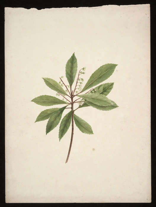 Tizard, Frances Walker, 1850-1895 :[Elaeocarpus. ca 1880]