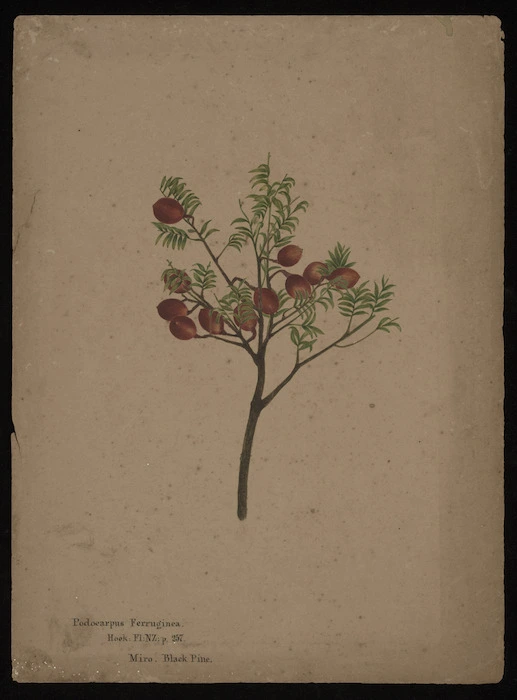 Tizard, Frances Walker, 1850-1895 :Podocarpus Ferruginea, Hook.Fl.NZ, p.257. Miro, Black pine [ca 1880].
