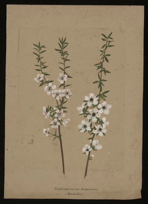 Tizard, Frances Walker, 1850-1895 :Leptospermum scoparium; manuka. [ca 1880].