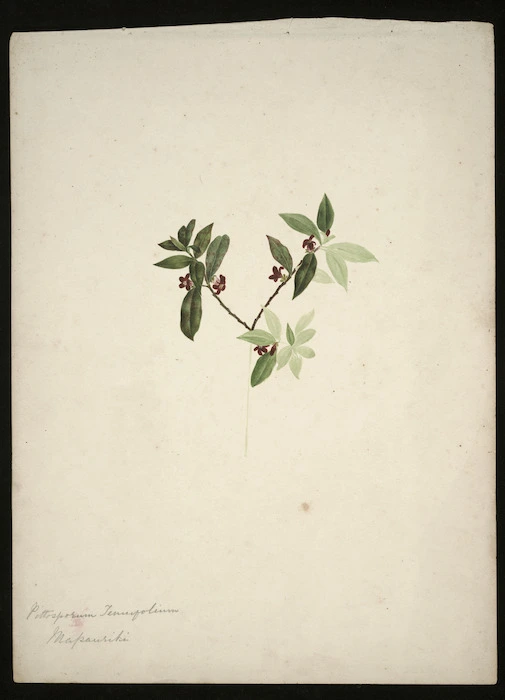 Tizard, Frances Walker, 1850-1895 :Pittosporum tenuifolium; mapauriki. [ca 1880]