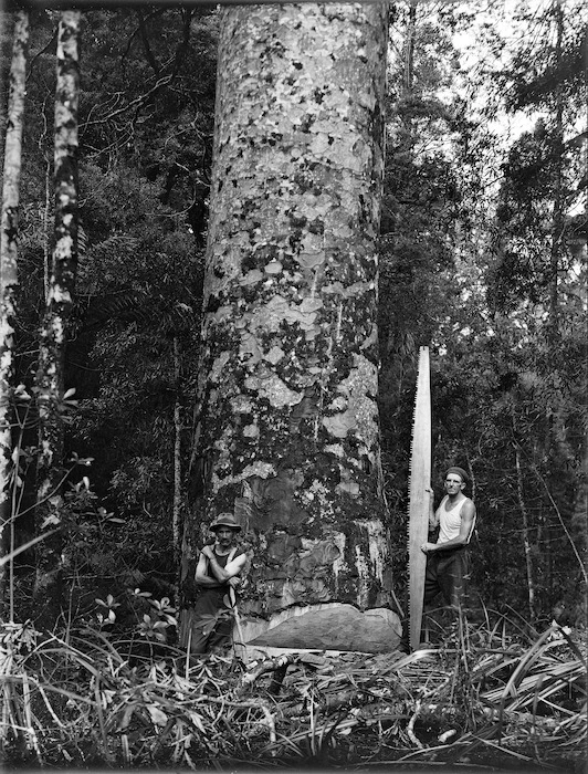 Timber workers alongside a Kauri tree, Northland Region