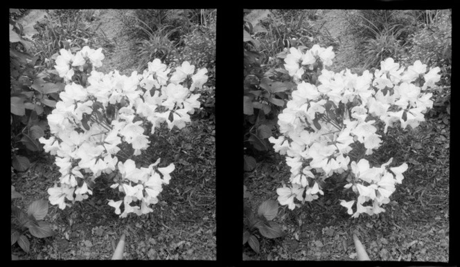 Alpine lily, unidentified location